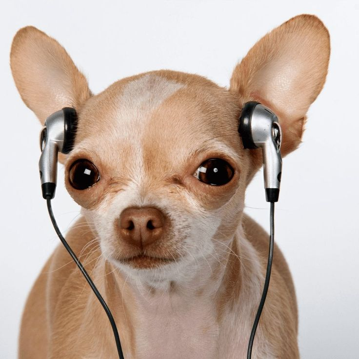 canina